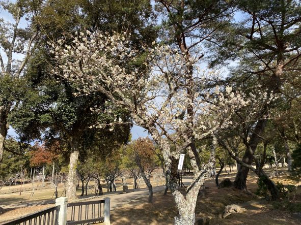 ２月の片岡梅林