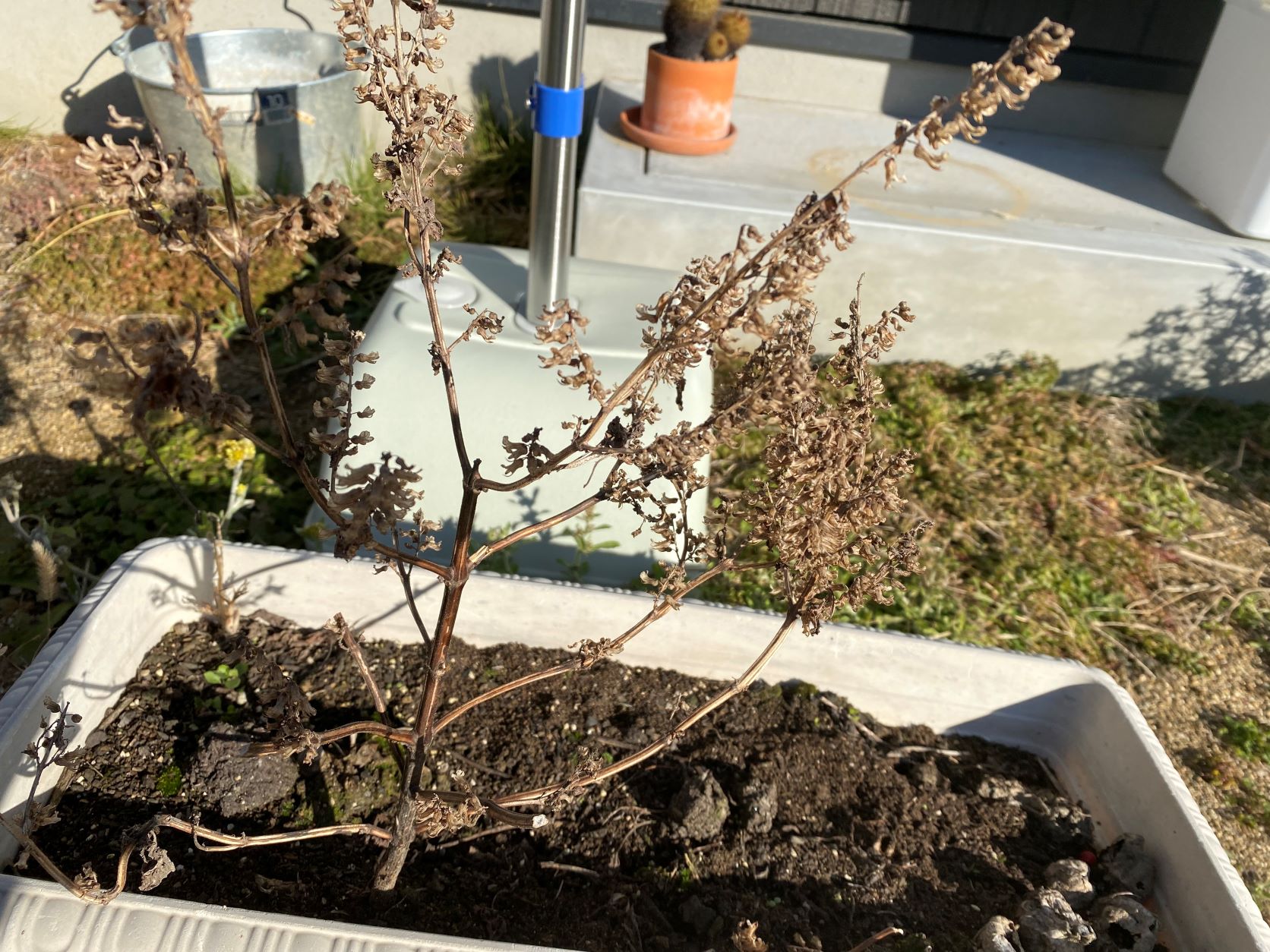 なくなったカマキリの卵